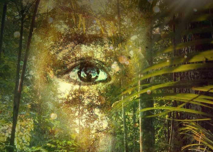 Imatge promocional del curt Echoes of the rainforest